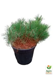 Саджанець Agro-Market Сосна Карликова Pumilio С10 висота 35-40 см 1 шт. в упаковці (176728) - мініатюра 4