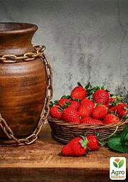 Саджанець Agro-Market Полуниця Нью Айленд (пальчикова) (ранній термін дозрівання) 5 шт. в пакуванні (37308) - мініатюра 3