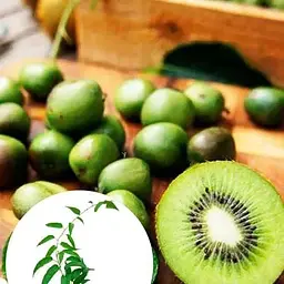 Саджанець Agro-Market Актинідія Асія самозапильна! (Міні-ківі, самоплодовий сорт, пізній термін дозрівання) (24252) 1 шт. в упаковці - мініатюра 5