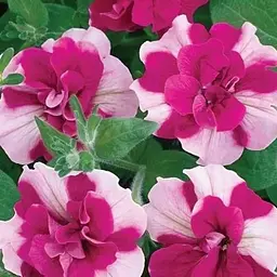 Петунія напівампельна Tumbelina "Rosy Ripple" (контейнер №10 висота 10-15см) (85384) 1 саженец