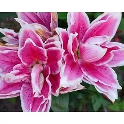 Цибулина Agro-Market Лілія Розовидна Roselily Samantha (72298) 1 шт. - мініатюра 3