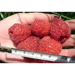 Саджанець Agro-Market Малинове дерево Таруса 1 шт. в упаковці (24018) - мініатюра 2