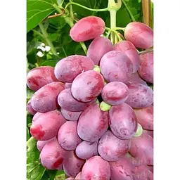 Саджанець Agro-Market Виноград Шахін Ірану (ранній термін дозрівання, грона добре зберігаються і транспортуються) 1 шт. в упаковці (17707) - мініатюра 2