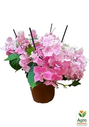 Саджанець Agro-Market LMTD Гортензія крупнолиста квітуча 3-х річна Early Pink (35-40см) (62361) - мініатюра 2