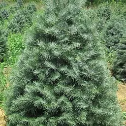 Ялиця каліфорнійська Agro-Market Concolor С40 висота 140-160 см 176435 1 саджанець в упаковці