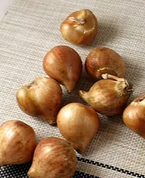 Цибулина Agro-Market Тюльпан Queensland розмір 10/11 великий 2 шт. в упаковці (17121) - мініатюра 2