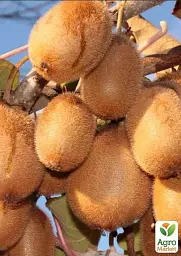 Саджанець Agro-Market Ківі самозапильний Генріх 1 шт. в упаковці (47129) - мініатюра 3