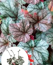 Гейхера Agro-Market Heuchera Cinnabar Silver С1 висота 15-30 см 1 саджанець в упаковці - мініатюра 3