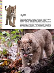 Малята-звірята - - мініатюра 16