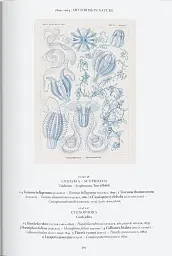The Art and Science of Ernst Haeckel - мініатюра 11