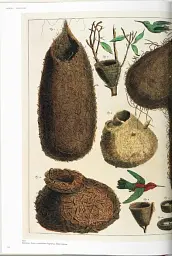 Seba. Cabinet of Natural Curiosities - мініатюра 4