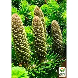 Саджанець Agro-Market Ялиця Біла (Abies Alba) горщик P9 (176499) - мініатюра 2