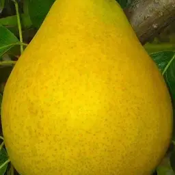 Саджанець Agro-Market Груша Далісан (осінній сорт, середній термін дозрівання) (39856) 1 шт. в упаковці - мініатюра 2