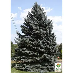 Саджанець Agro-Market Ялина колюча Apache С10, висота 70-90 см (176730) - мініатюра 2