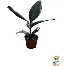 Фікус Еластика Agro-Market Abidjan 30-40 см (185291) 1 саджанець в упаковці (кімнатний) Нідерланди - мініатюра 2