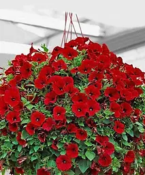 Сурфінія Dark Red (контейнер №10 висота 10-15 см) Agro-Market 1 саджанець в упаковці (48001) - мініатюра 2