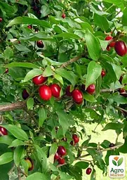 Саджанець Agro-Market Кизил Йоліко (ранній термін дозрівання, високостійкий до морозів) 1 шт. в пакуванні (35879) - мініатюра 2