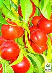 Саджанець Agro-Market Нектарин Флейвор Топ (літній сорт, середній термін дозрівання) 1 шт. в упаковці (39945) - мініатюра 2