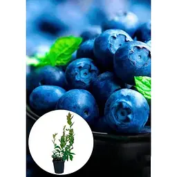 Саджанець Agro-Market Лохина соковитого синього блискучого кольору Солодке захоплення (Sweet Delight) (преміальний, солодкий, морозостійкий, високоврожайний сорт) 1 шт. в упаковці (47687) - мініатюра 3
