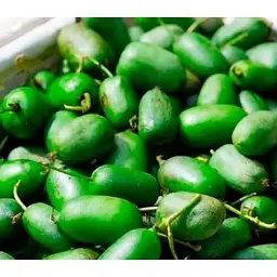 Саджанець Agro-Market Актинідія Оригінальна (міні-ківі, морозостійкий сорт, пізній термін дозрівання) 1 саджанець (20749) - мініатюра 2