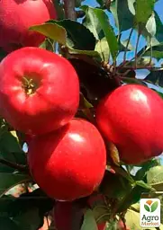 Саджанець Agro-Market Яблуня колоновидна Вікторія (осінній сорт, пізній термін дозрівання) 1 шт. в упаковці (85983) - мініатюра 2