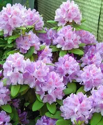 Рододендрон Agro-Market Catawbiense Grandiflorum ліловий 1 саджанець в упаковці (45486) - мініатюра 2