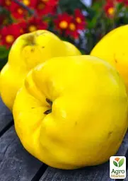 Саджанець Agro-Market Айва ніжно-жовта Мудра (Wise) (преміальний, морозостійкий сорт) 1 шт. в упаковці (47384) - мініатюра 3