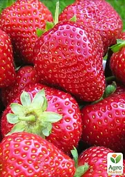 Саджанець Agro-Market Полуниця Мадлен (Madlen) (ранній термін дозрівання, сорт стійкий до різних захворювань) 5 шт. в пакуванні (71886) - мініатюра 2
