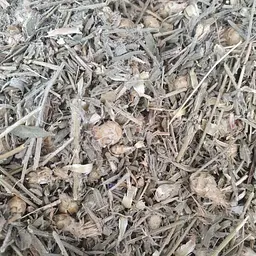 100 г сосюрея Горькуша трава - свіжий урожай