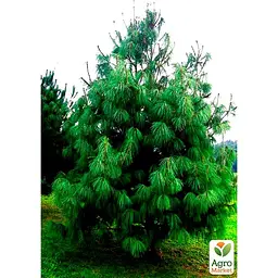 Саджанець Agro-Market Сосна Гімалайська Griffithii (горщик P9) (48730) - мініатюра 2