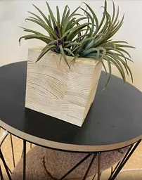 Саджанець Agro-Market Тілландсія Іонанта (Tillandsia Ionantha) атмосферна 1 шт. в упаковці (52061) - мініатюра 5