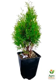 Саджанець Agro-Market Туя складчаста Kornik С3 висота 50-60 см 1 шт. в упаковці (101943) - мініатюра 3