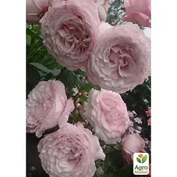 Троянда штамбова Agro-Market Фасцинейшн Fascination саджанець класу АА+ 1 шт. в упаковці (182856) - мініатюра 2