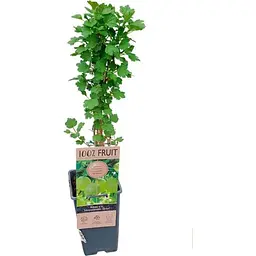Саджанець Agro-Market LMTD Аґрус Hinnonmaki Green (сортовий, укорінений) висота 50-70см з Нідерландів 1 шт. в упаковці (184891) - мініатюра 4