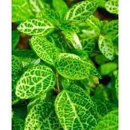 Саджанець Agro-Market Жимолість Aureoreticulata Japonica (Декоративна плетиста) (контейнер Р9) (25322) - мініатюра 2