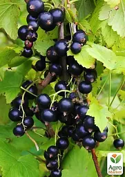 Саджанець Agro-Market Смородина чорна Тібен (Tiben) середньо-пізній термін дозрівання, один з найпопулярніших сортів) 1 шт. в пакуванні (19923) - мініатюра 2