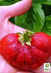 Саджанець Agro-Market Полуниця Богота (Bogota) (пізній термін дозрівання, великоплідний сорт) 5 шт. в пакуванні (44710) - мініатюра 3