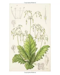 Drawn from Nature: The Flowering of Irish Botanical Art