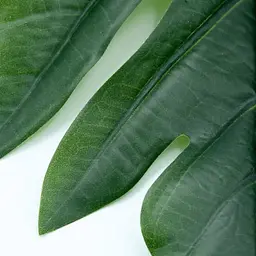 Штучне листя Engard  Monstera 56см (TW-48) - мініатюра 3