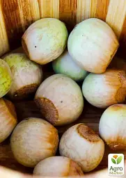 Саджанець Agro-Market Фундук Каталонський (перехресне запилення, садити по 2 шт.) 1 шт. в упаковці (43006) - мініатюра 3