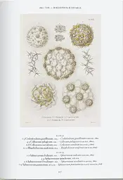 The Art and Science of Ernst Haeckel - мініатюра 5
