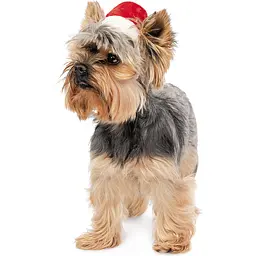 Ковпак для собак Pet Fashion новорічний XS - мініатюра 4