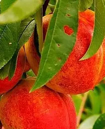 Саджанець Agro-Market Нектарин Ред Голд (лисий персик, літній сорт, середній термін дозрівання) (21366) 1 шт. в упаковці - мініатюра 4