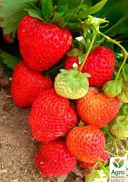 Саджанець Agro-Market Полуниця Альба (Alba) (ранній термін дозрівання, високопродуктивний сорт) 5 шт. в пакуванні (25717) - мініатюра 3