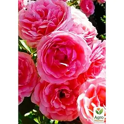 Троянда флорибунда Agro-Market Кімоно саджанець класу АА+ вищий сорт 1 шт. в упаковці (177029) - мініатюра 3