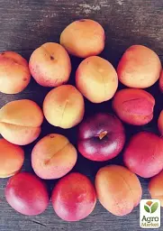 Саджанець Agro-Market Абрикос Ерлі Оранж (літній сорт, ранній термін дозрівання) 1 шт. в упаковці (21280) - мініатюра 3
