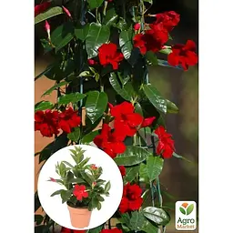 Саджанець Agro-Market Дипладенія (Mandevilla) Verona (квітуча ліана) (184316) 1 шт. - мініатюра 2