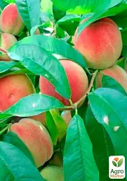Саджанець Agro-Market Персик Ерлі ред (літній сорт, ранній термін дозрівання) 1 шт. в упаковці (35992) - мініатюра 4
