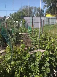 Саджанець Agro-Market Виноград Алвіка (велика соковита ягода, гроно більше 1000 гр, ранньо-середній) (51200) 1 шт. в пакуванні - мініатюра 3