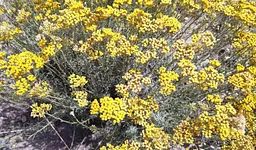 Ефірна олія doTERRA Helichrysum Безсмертник , ролер 10 мл - мініатюра 5